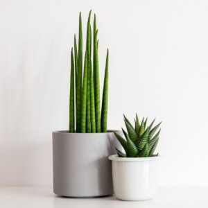 Indoor Plant & Planter